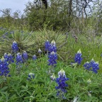 Spring in the Texas Hills